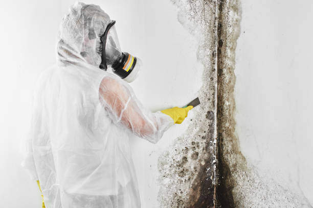 Professional Mold Removal in New Berlinville, PA