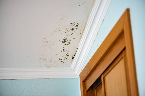 Best Local Mold Removal Service  in New Berlinville, PA