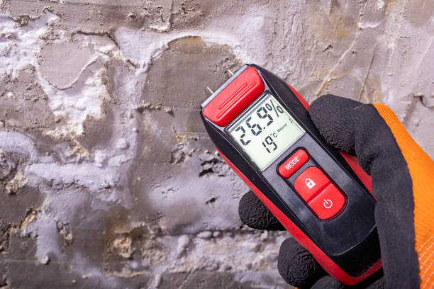 Best Same-Day Mold Removal  in New Berlinville, PA