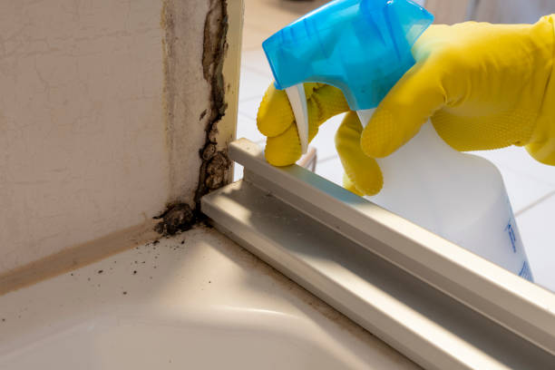 Best Mold Damage Repair  in New Berlinville, PA