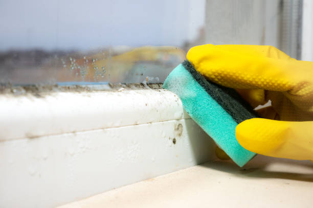 Best Emergency Mold Removal  in New Berlinville, PA