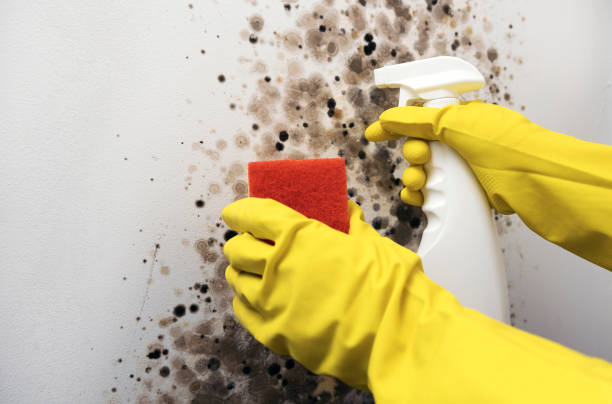 Best Affordable Mold Removal  in New Berlinville, PA