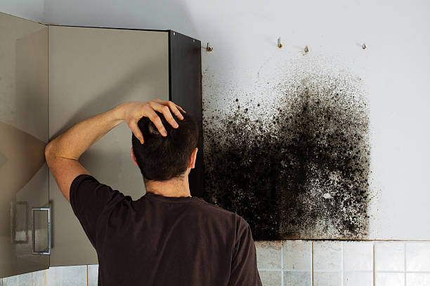 Best Residential Mold Removal  in New Berlinville, PA