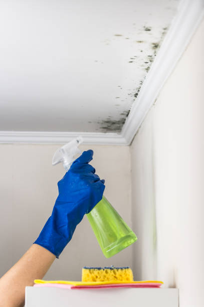Mold Testing and Removal in New Berlinville, PA