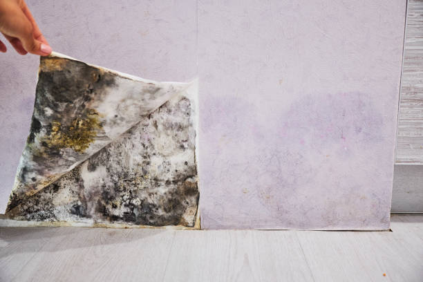 Best Attic Mold Removal  in New Berlinville, PA